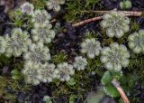 Marchantia polymorpha