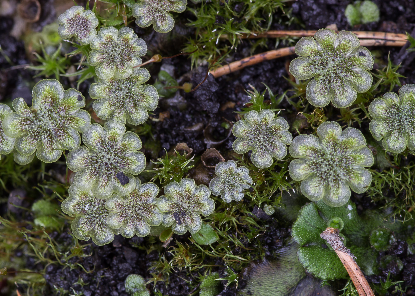 Изображение особи Marchantia polymorpha.