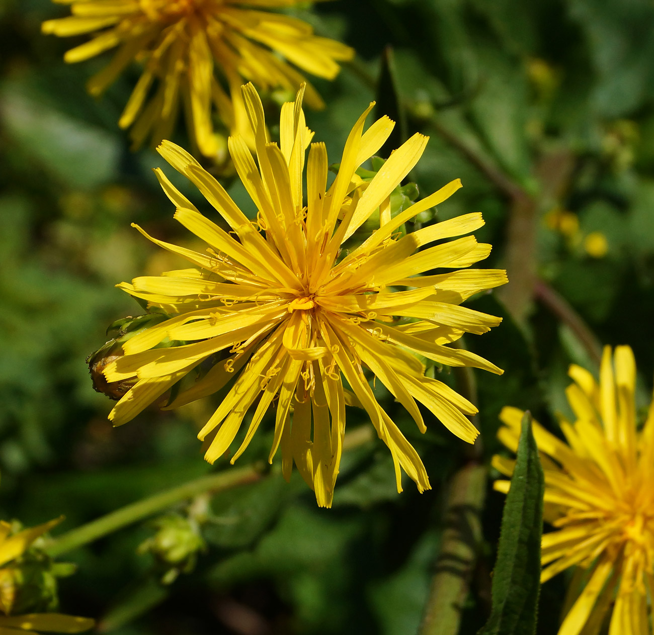 Изображение особи Crepis sibirica.