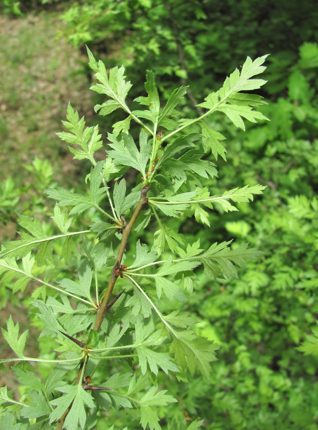 Image of Crataegus pallasii specimen.