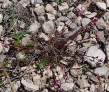 Asperula accrescens