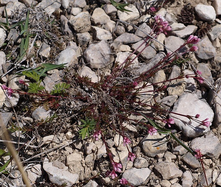 Image of Asperula accrescens specimen.