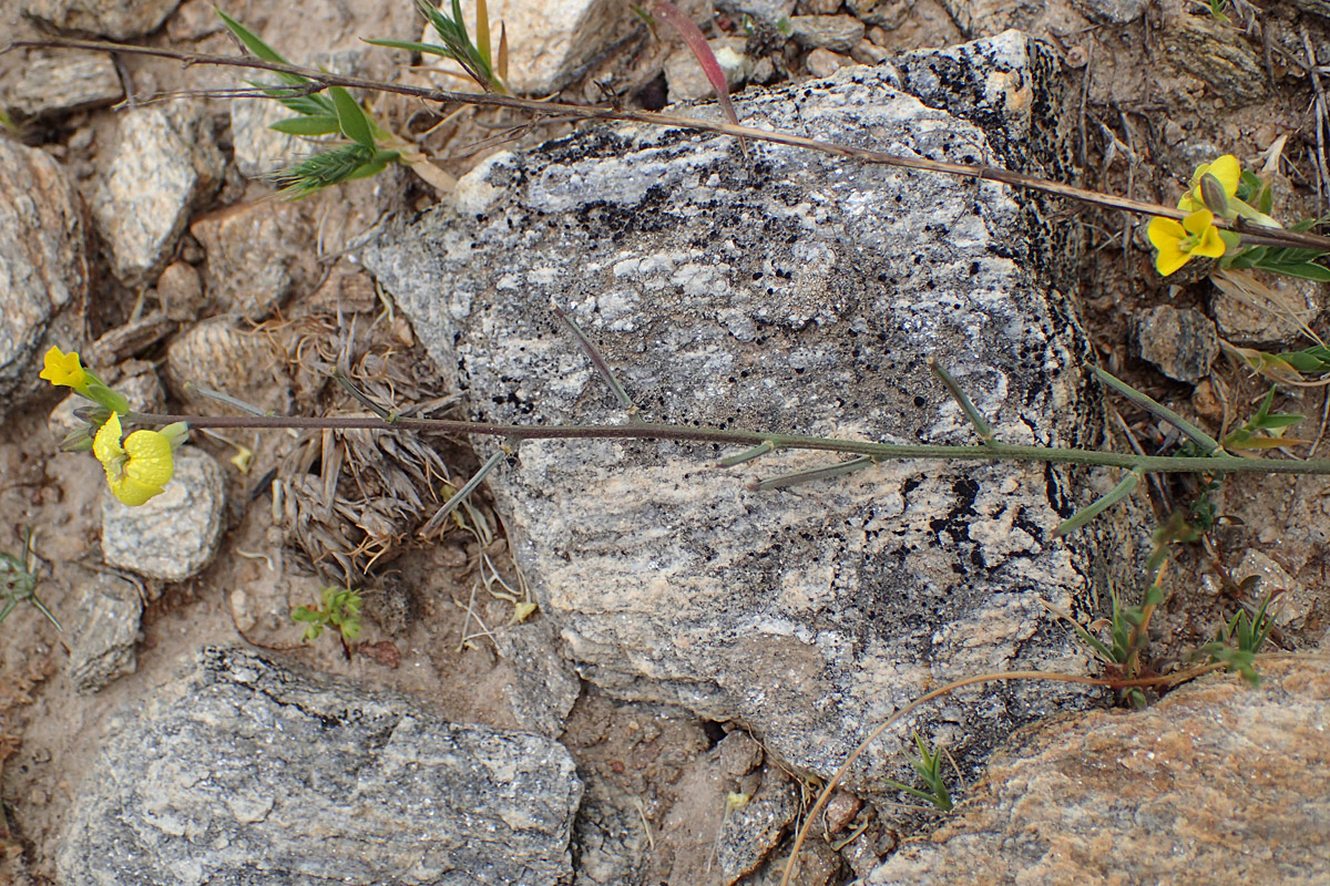 Image of Erysimum pusillum ssp. hayekii specimen.