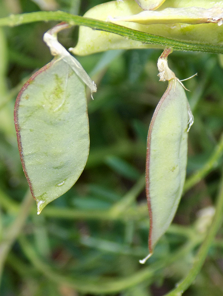 Изображение особи Vicia varia.