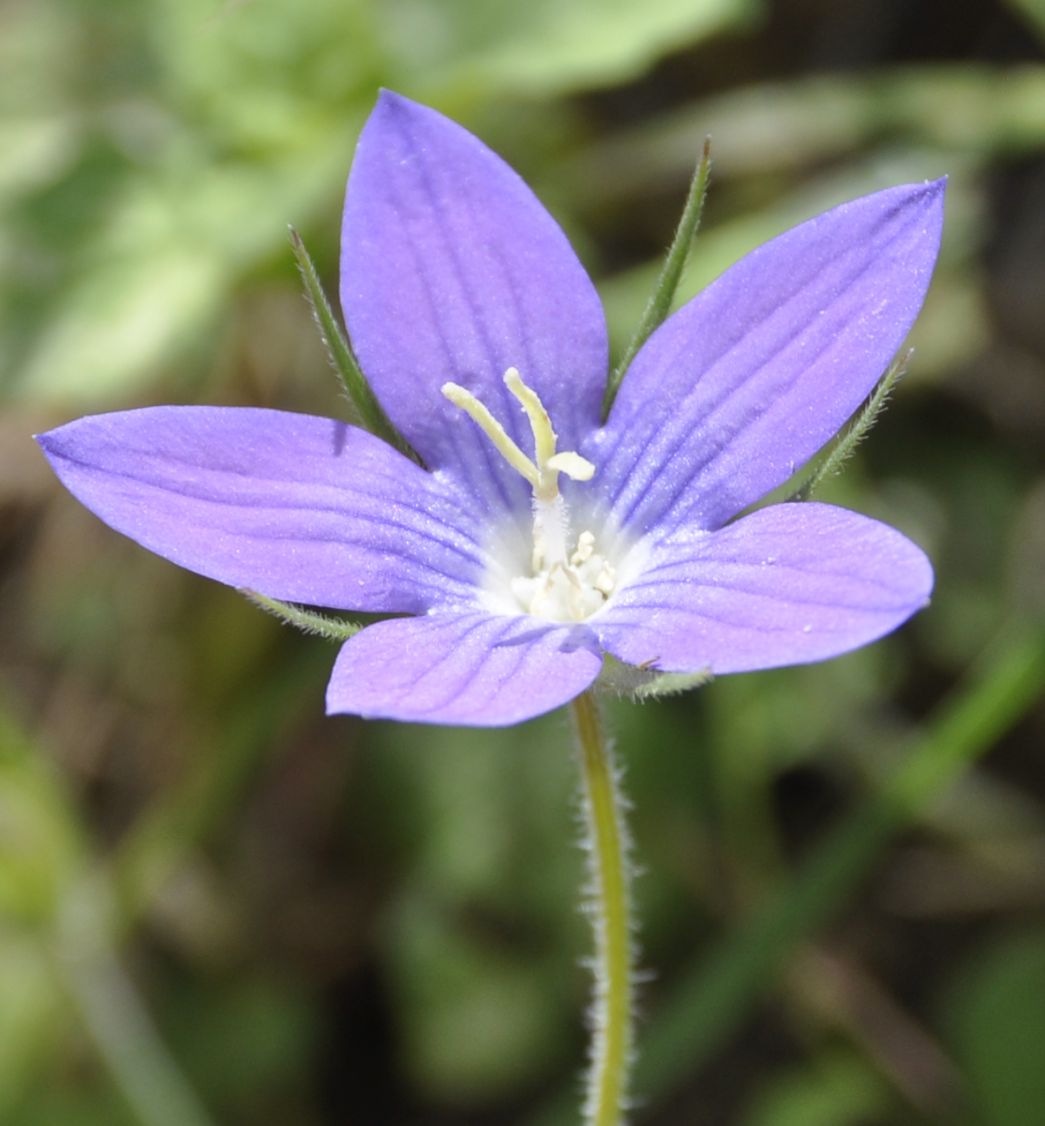 Изображение особи Campanula phrygia.