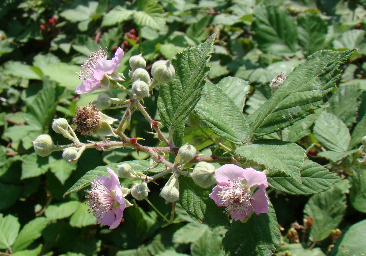 Изображение особи Rubus sanctus.