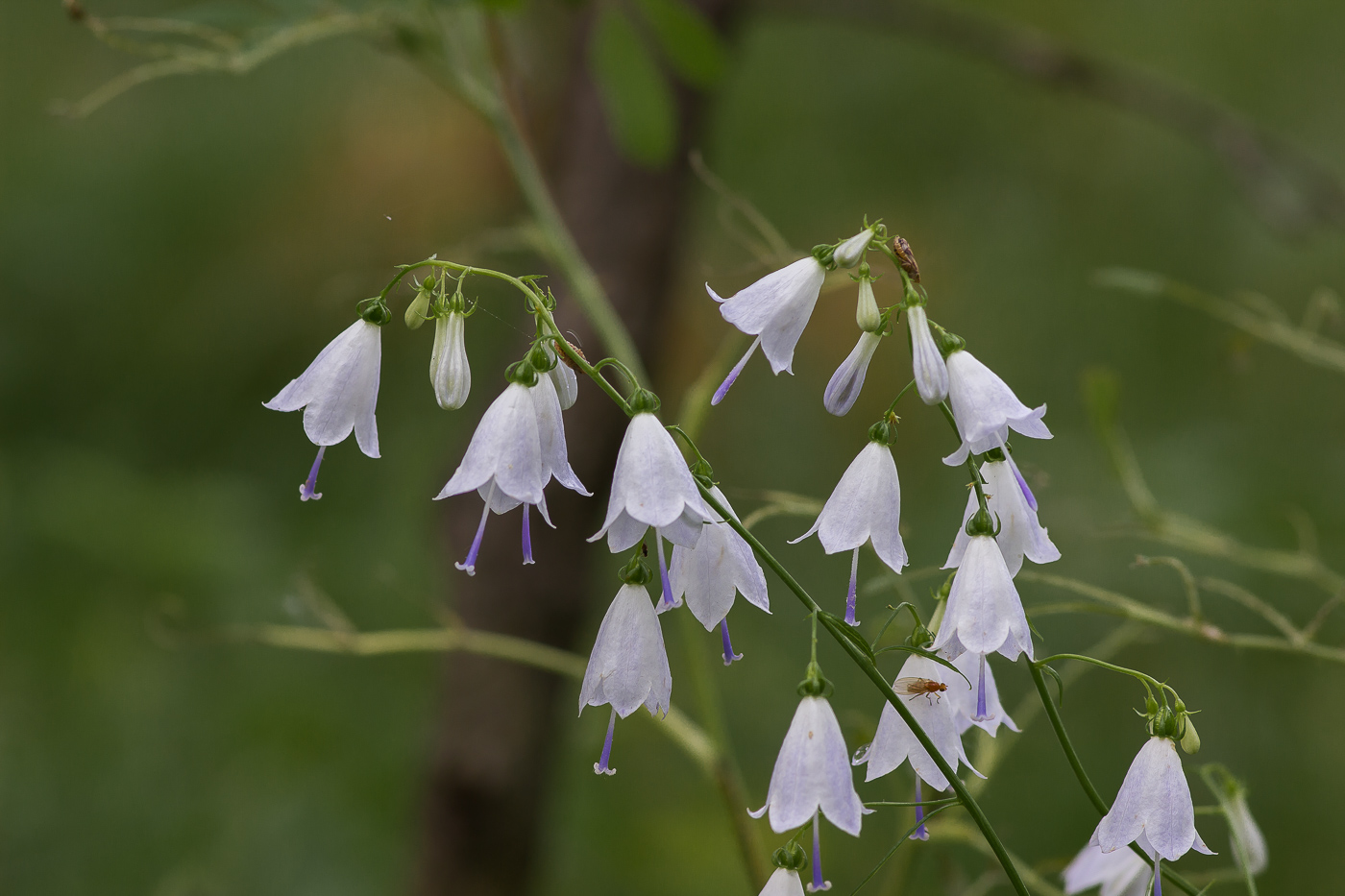 Изображение особи Adenophora liliifolia.