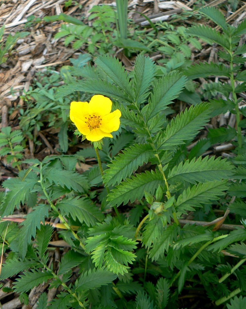 Image of Potentilla anserina specimen.