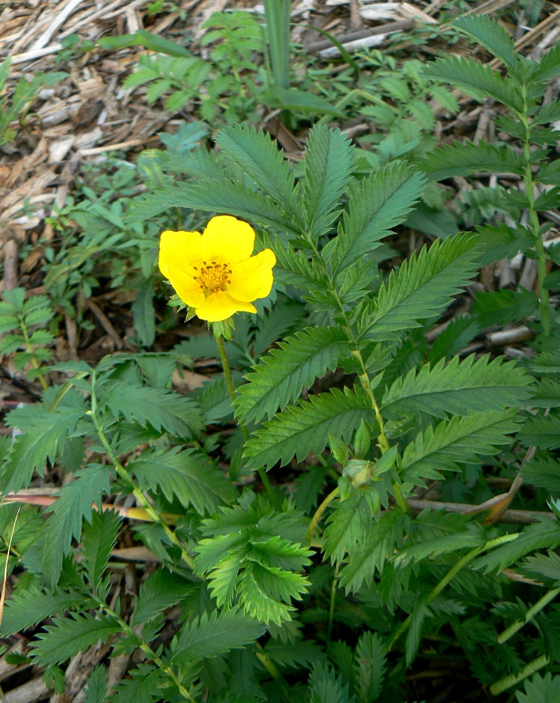 Изображение особи Potentilla anserina.