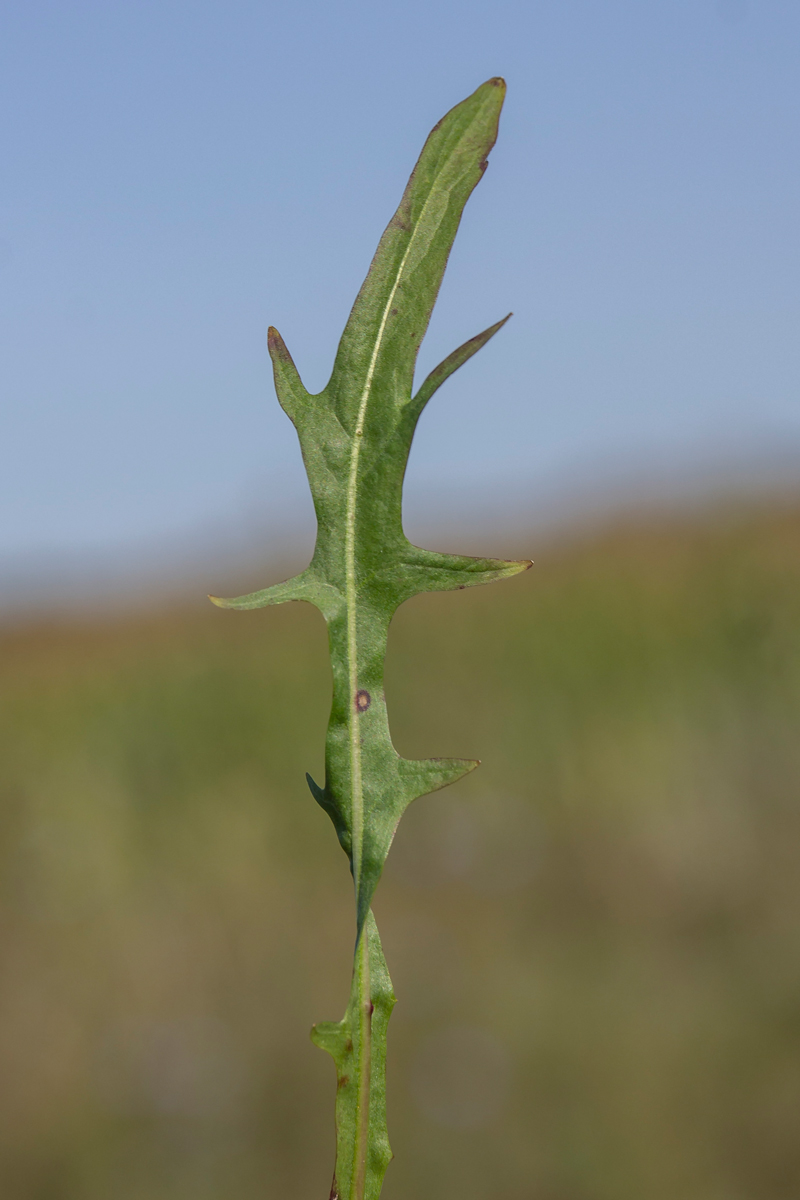 Изображение особи Scorzoneroides autumnalis.