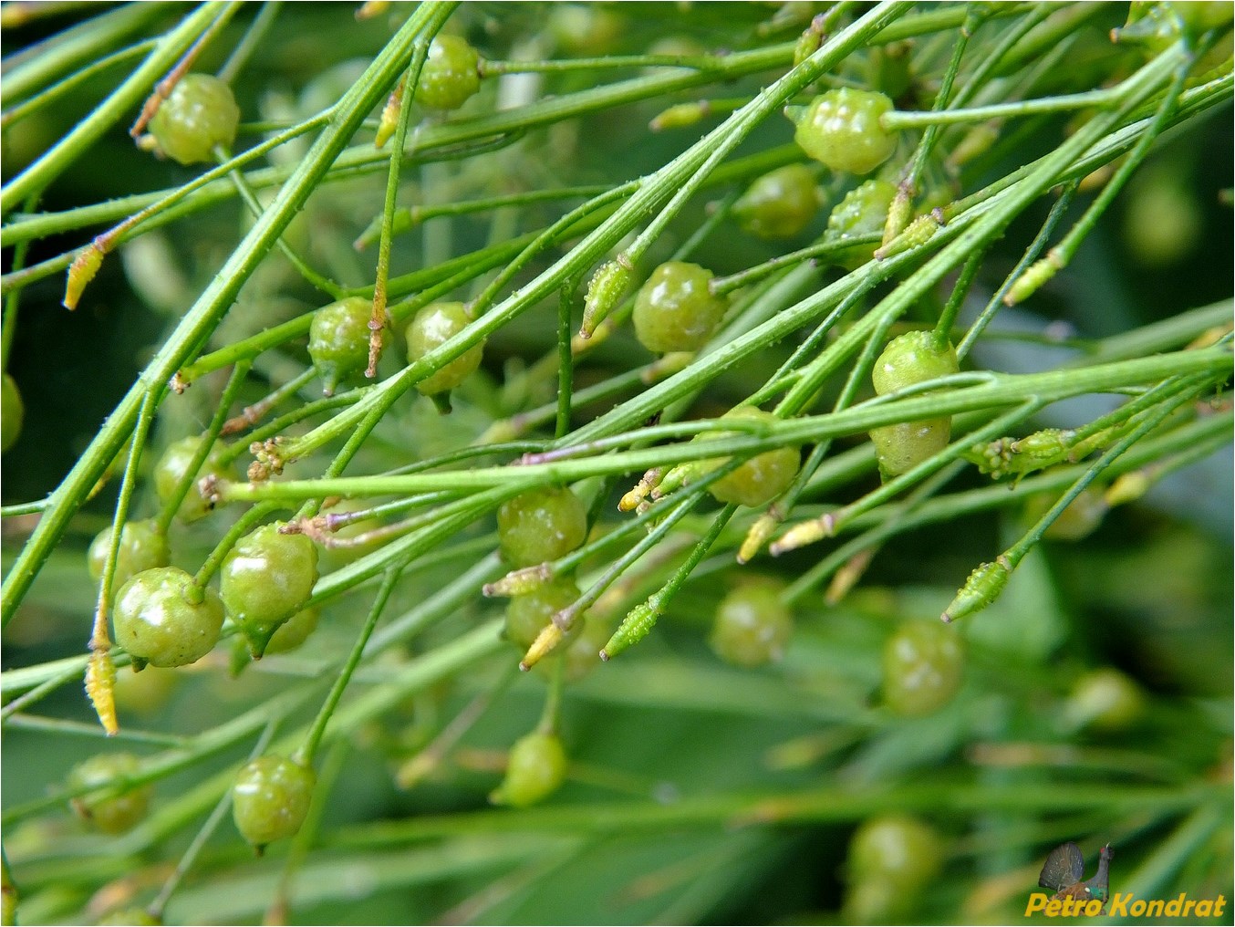 Image of Bunias orientalis specimen.