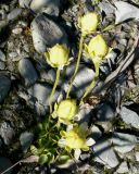 Parnassia kotzebuei