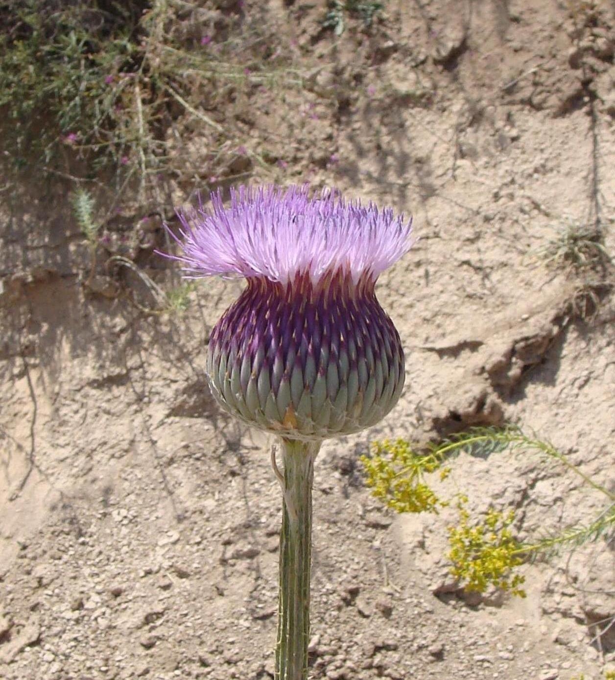 Image of Onopordum armenum specimen.