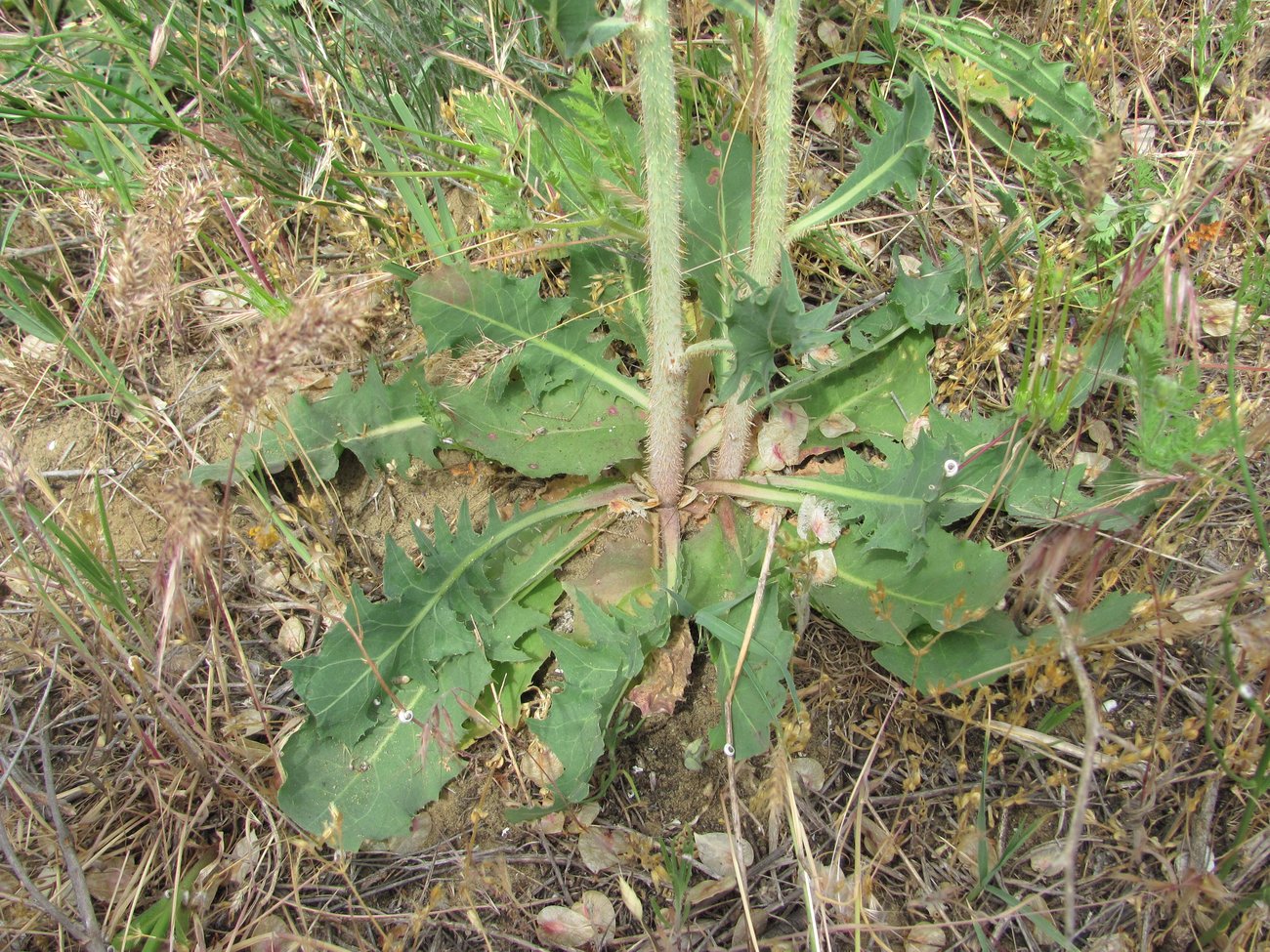 Image of Chondrilla latifolia specimen.