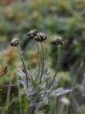 Anemonastrum crinitum