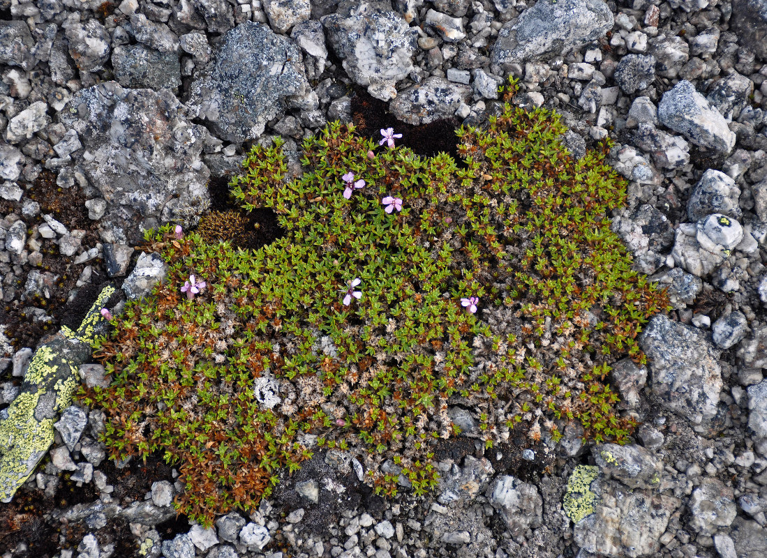 Image of Silene acaulis specimen.