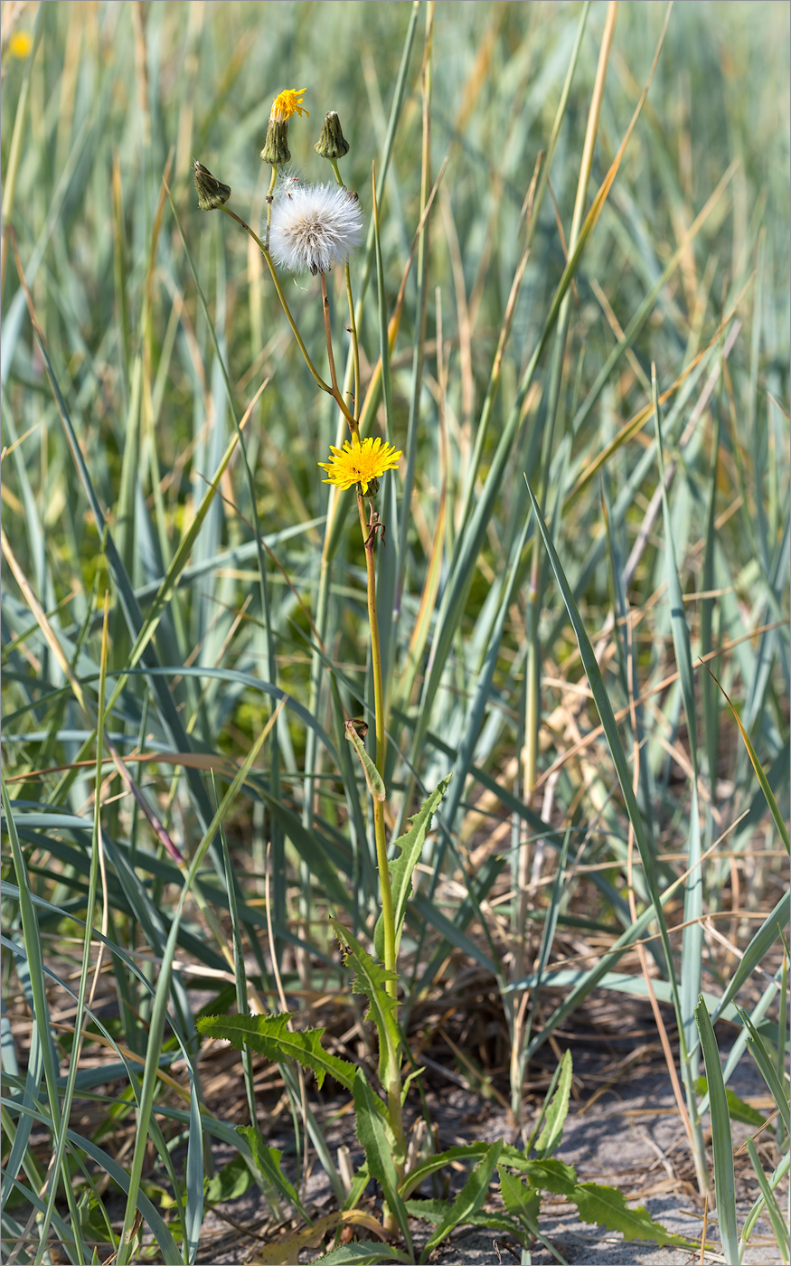 Image of Sonchus humilis specimen.