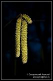 Corylus avellana. Распустившиеся посреди зимы мужские соцветия-серёжки. Подмосковье, 24.01.2007.