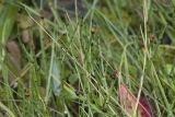 Equisetum variegatum