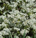 Spiraea &times; cinerea