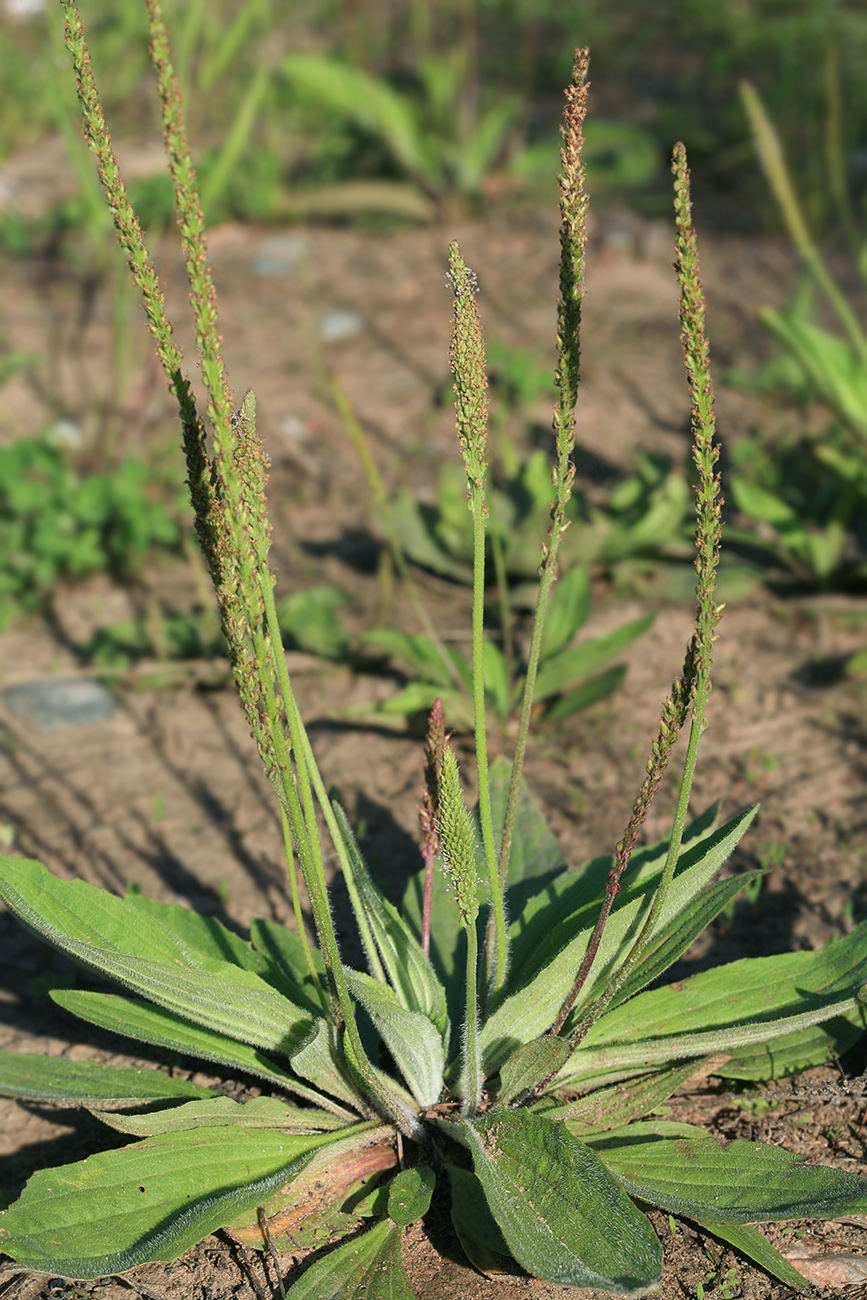 Image of Plantago depressa var. turczaninowii specimen.