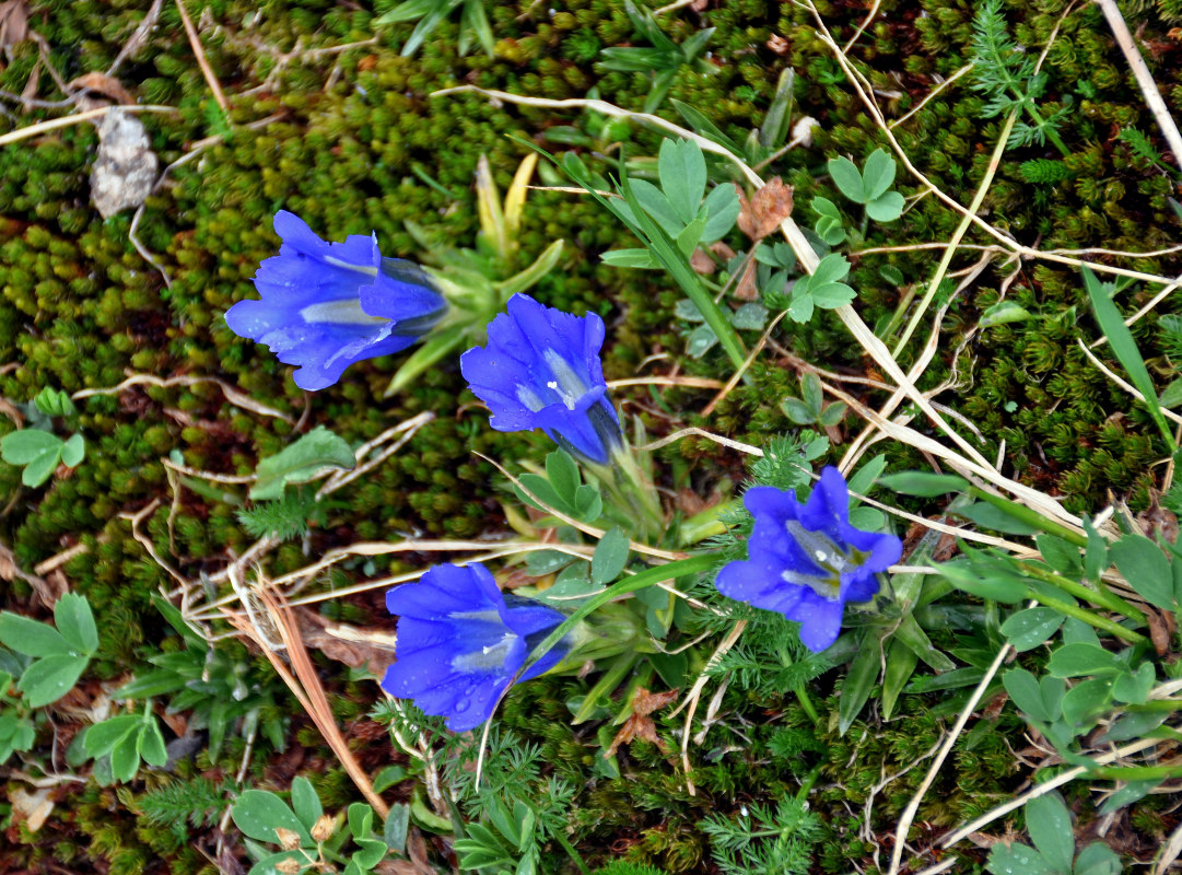 Изображение особи Gentiana grandiflora.