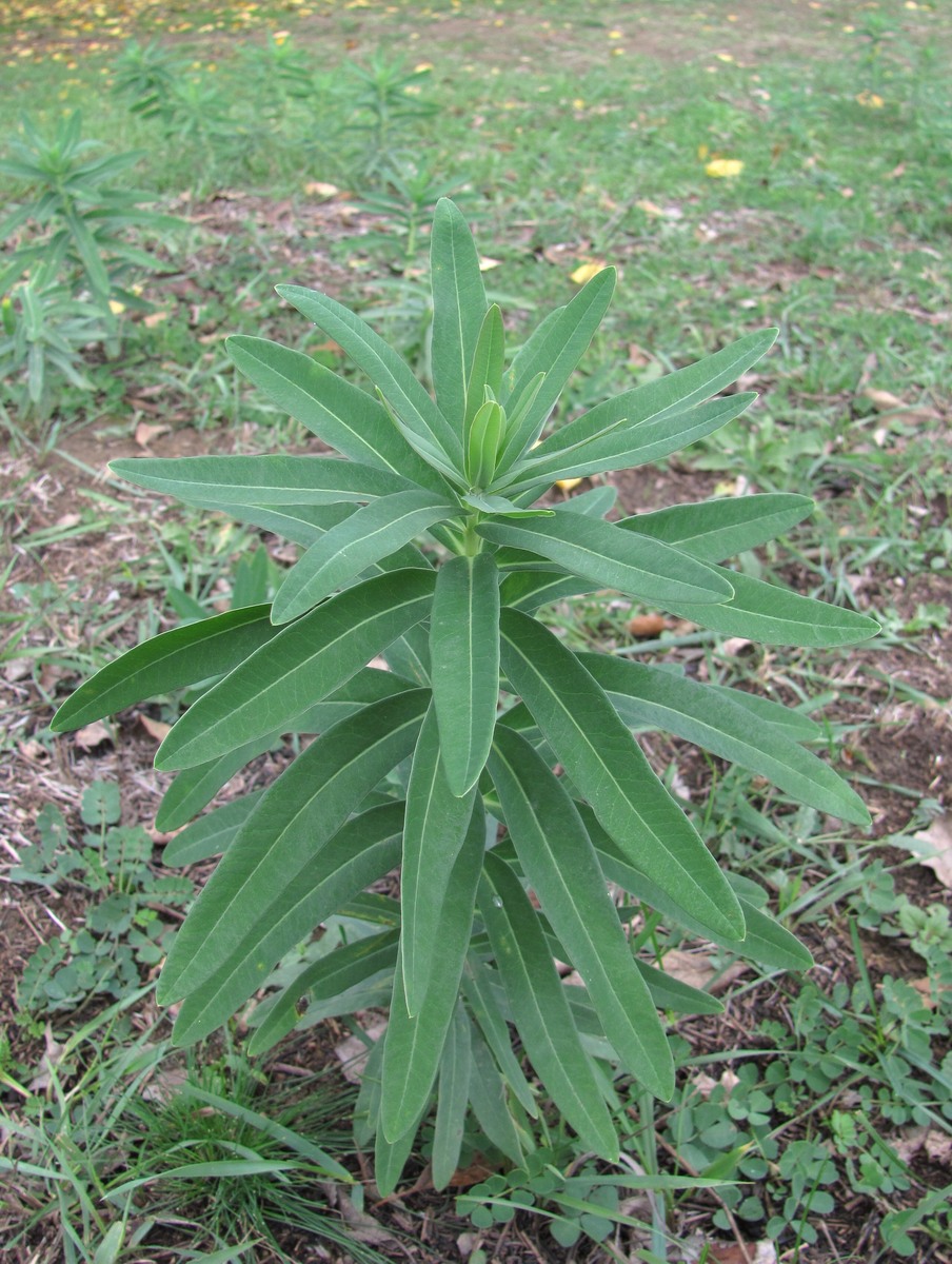 Изображение особи род Euphorbia.