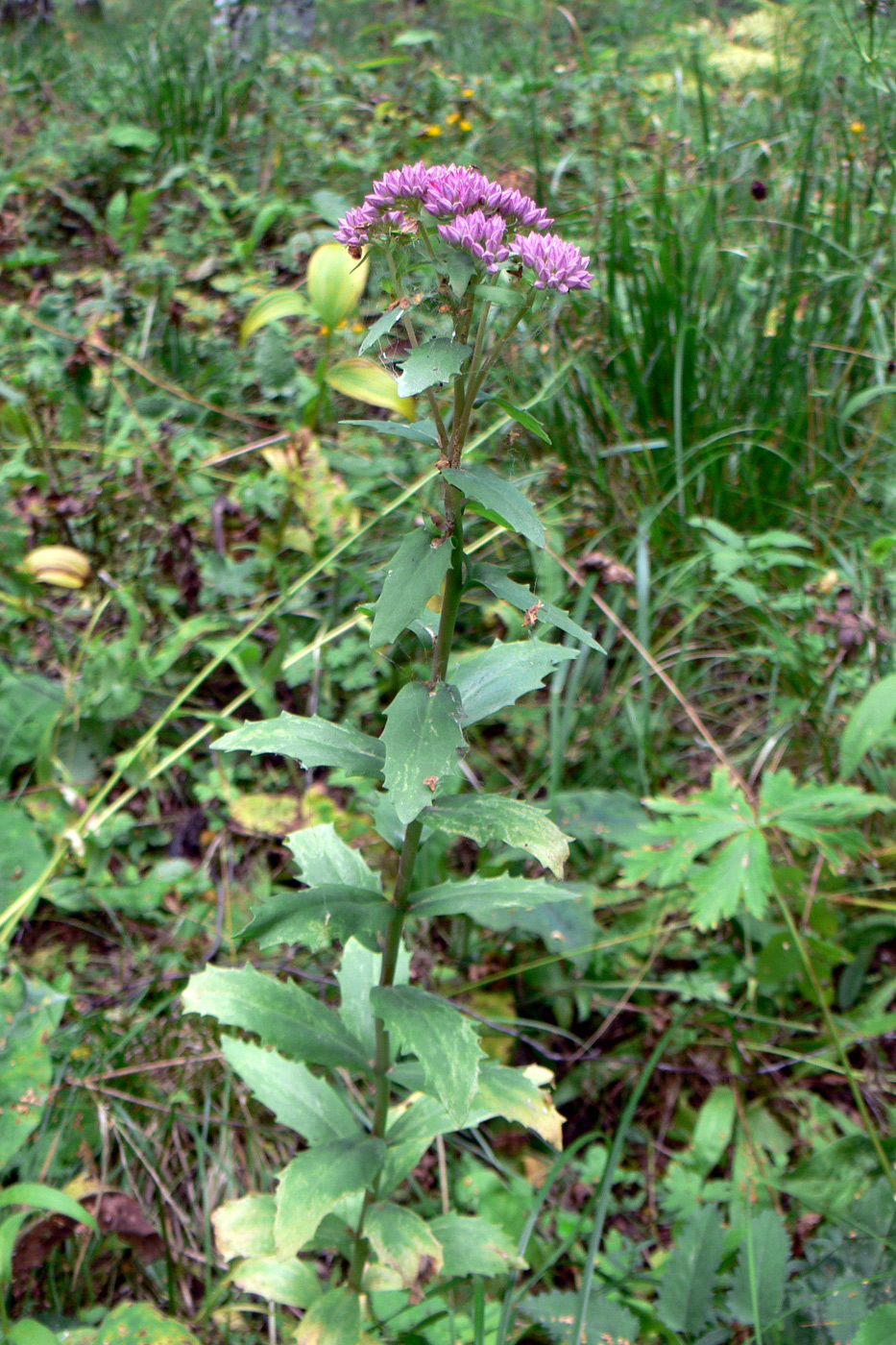 Изображение особи Hylotelephium triphyllum.