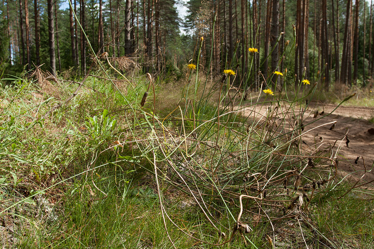 Изображение особи Hypochaeris radicata.