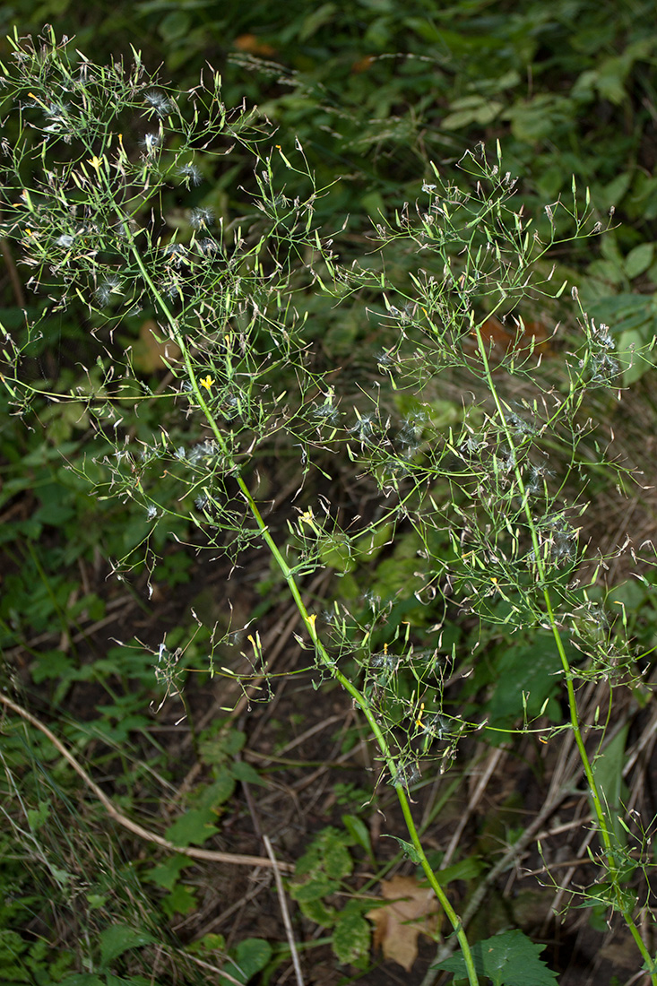 Image of Mycelis muralis specimen.