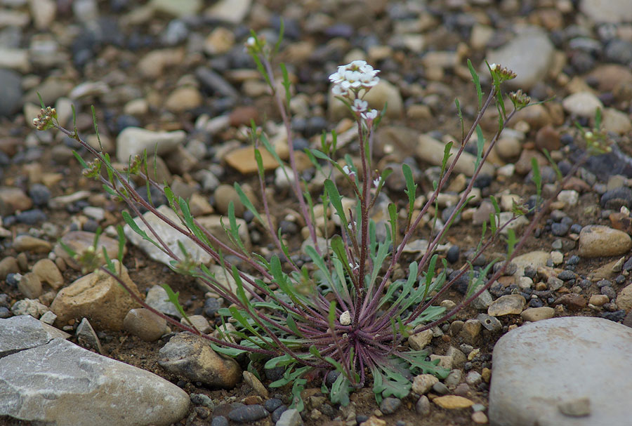 Image of Braya humilis specimen.