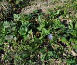 Erodium botrys