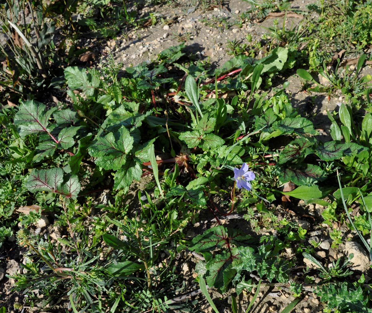 Изображение особи Erodium botrys.