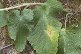 Phlomoides ostrowskiana