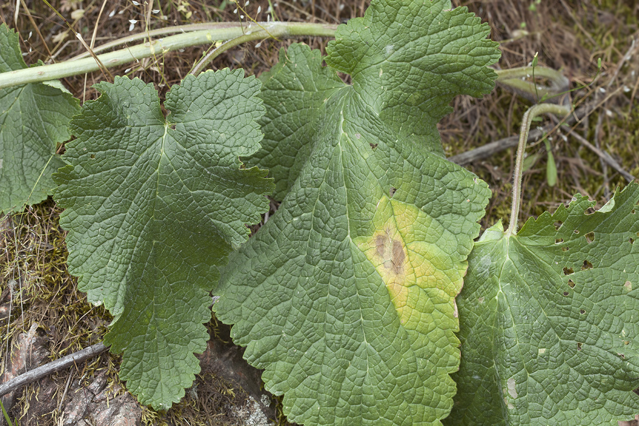 Image of Phlomoides ostrowskiana specimen.