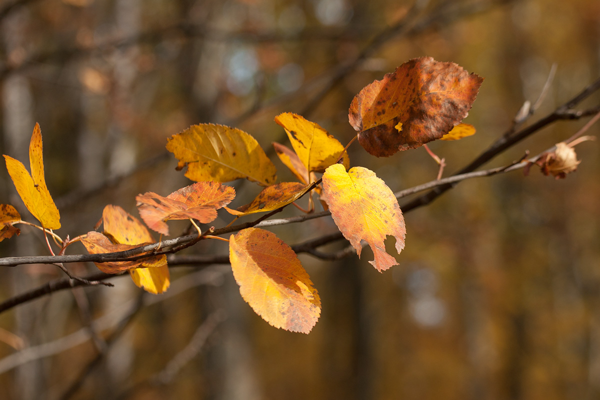 Image of Amelanchier spicata specimen.