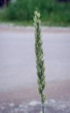 Image of taxon representative. Author is Игорь Павлов