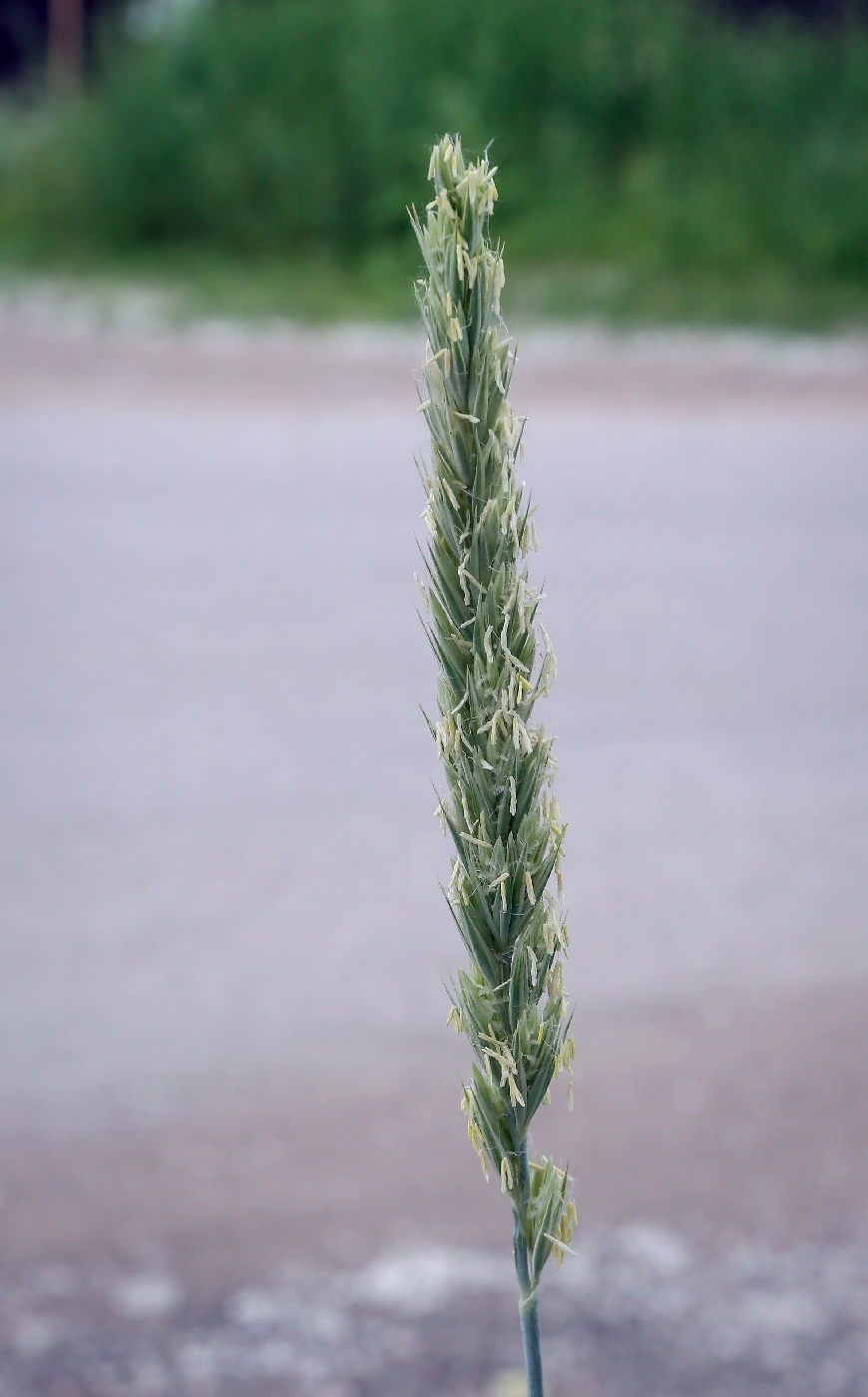 Image of genus Leymus specimen.