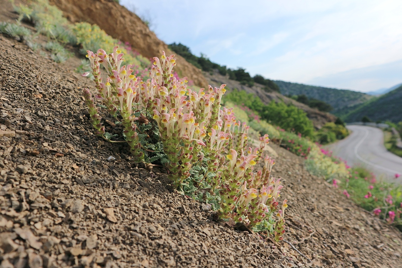 Изображение особи Scutellaria orientalis.