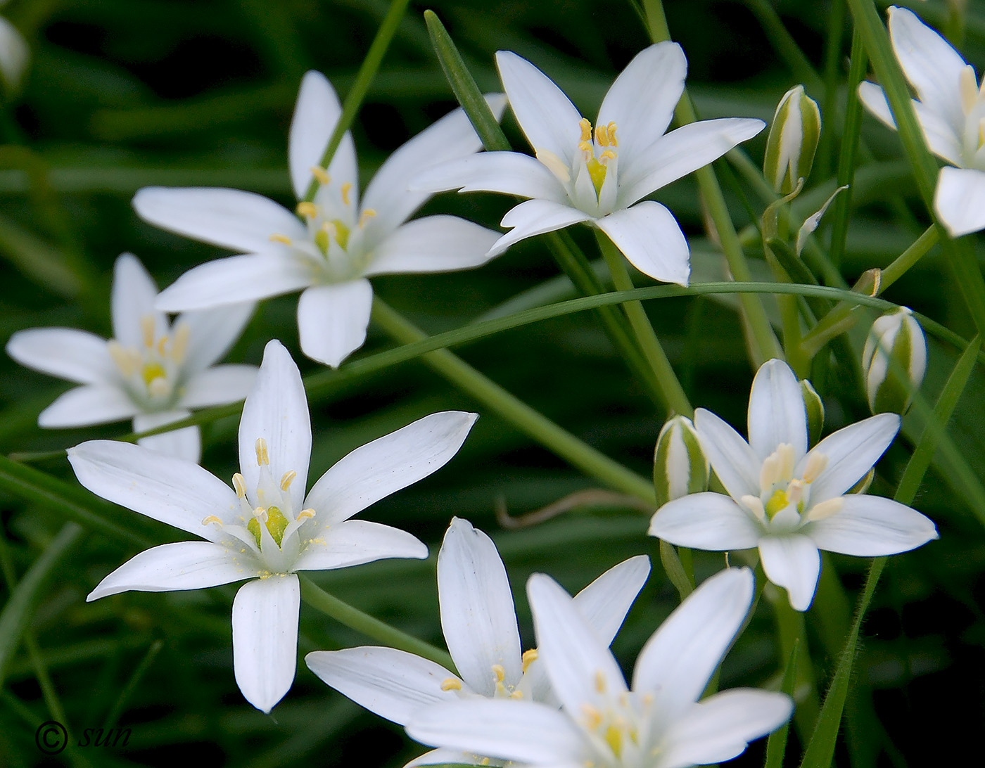 Изображение особи Ornithogalum umbellatum.