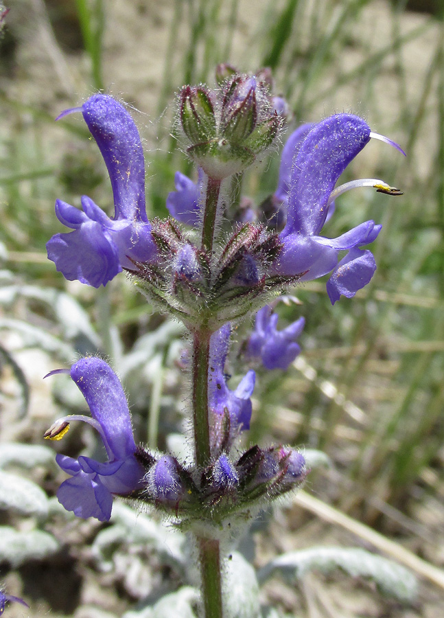 Image of Salvia canescens var. daghestanica specimen.