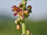 Rumex acetosa. Часть соцветия. Приморский край, Шкотовский р-н, окр. с. Новонежино, сырой разнотравный луг. 12.06.2019.