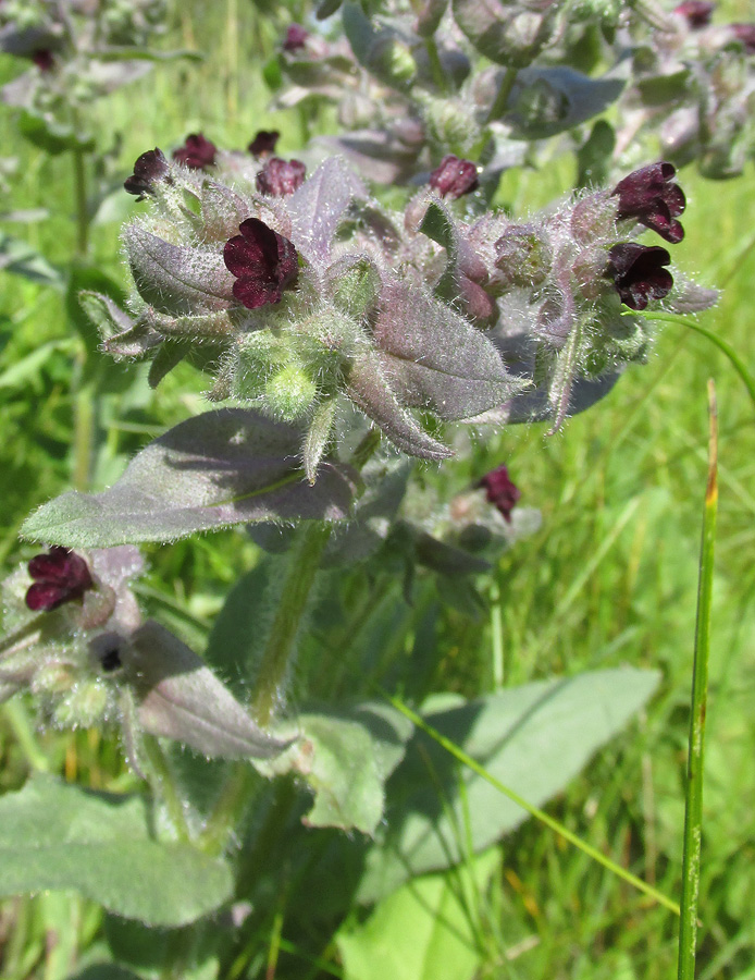 Image of Nonea rossica specimen.