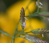 Desmazeria philistaea