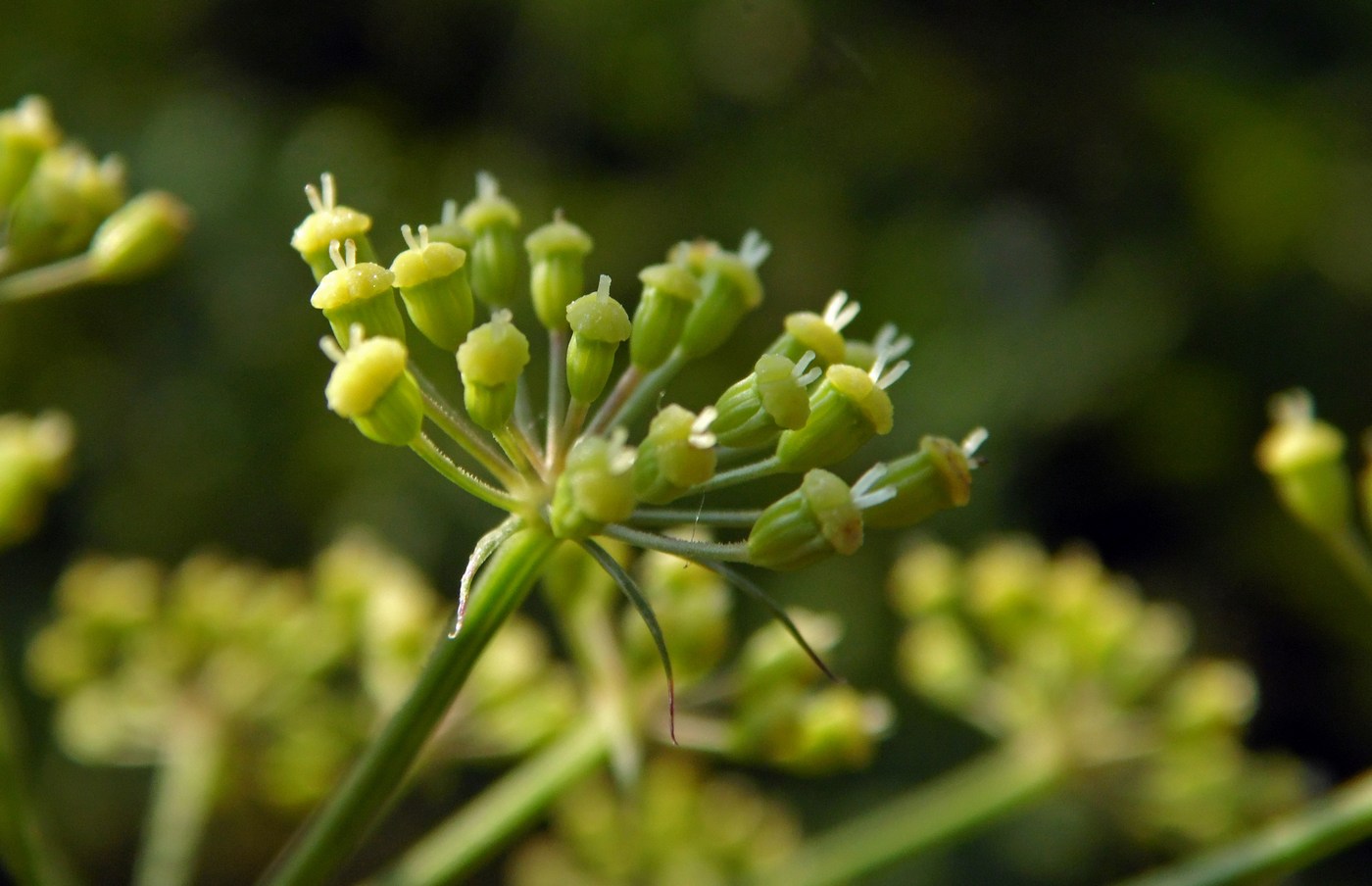 Image of Cervaria caucasica specimen.