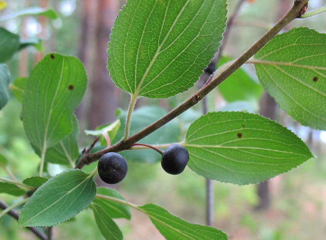 Image of Rhamnus cathartica specimen.