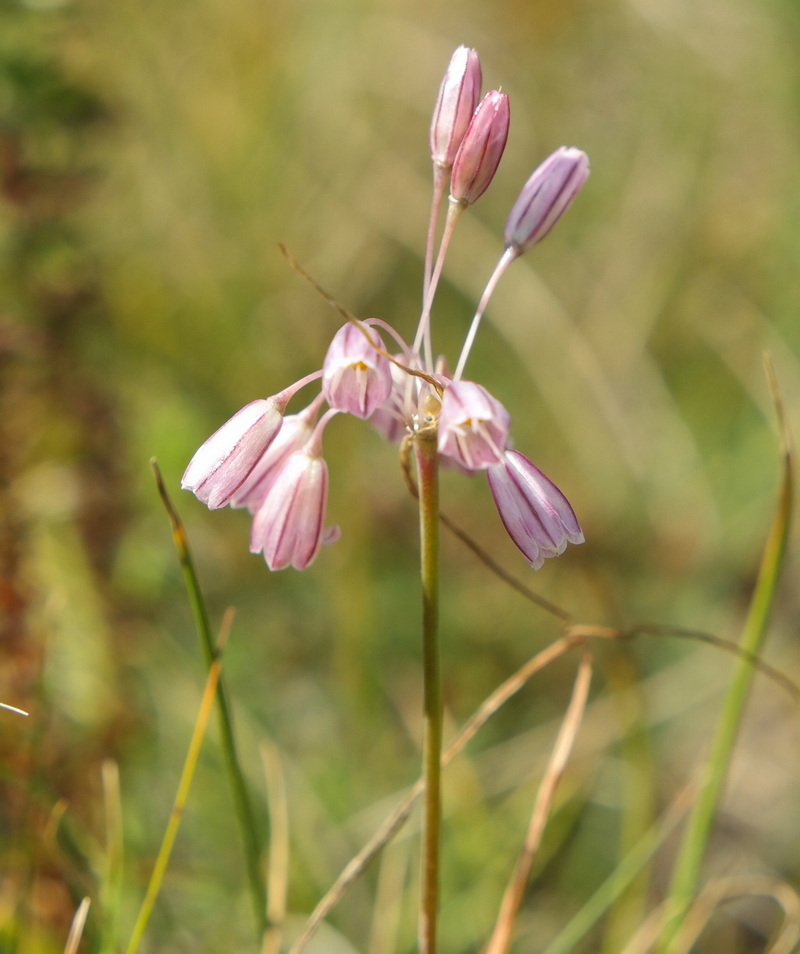 Изображение особи Allium paniculatum.