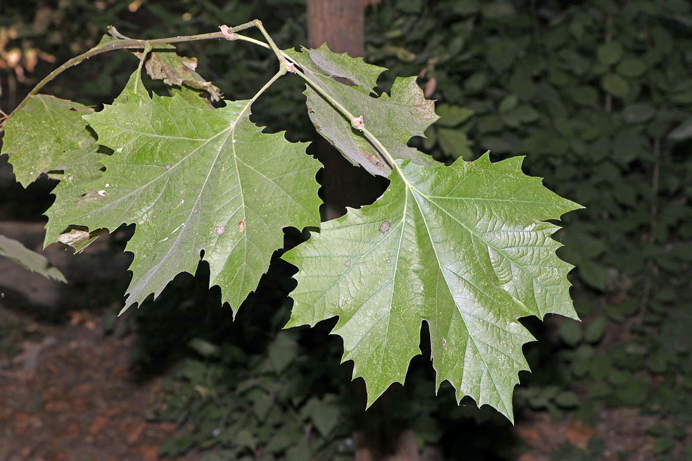 Image of Platanus occidentalis specimen.