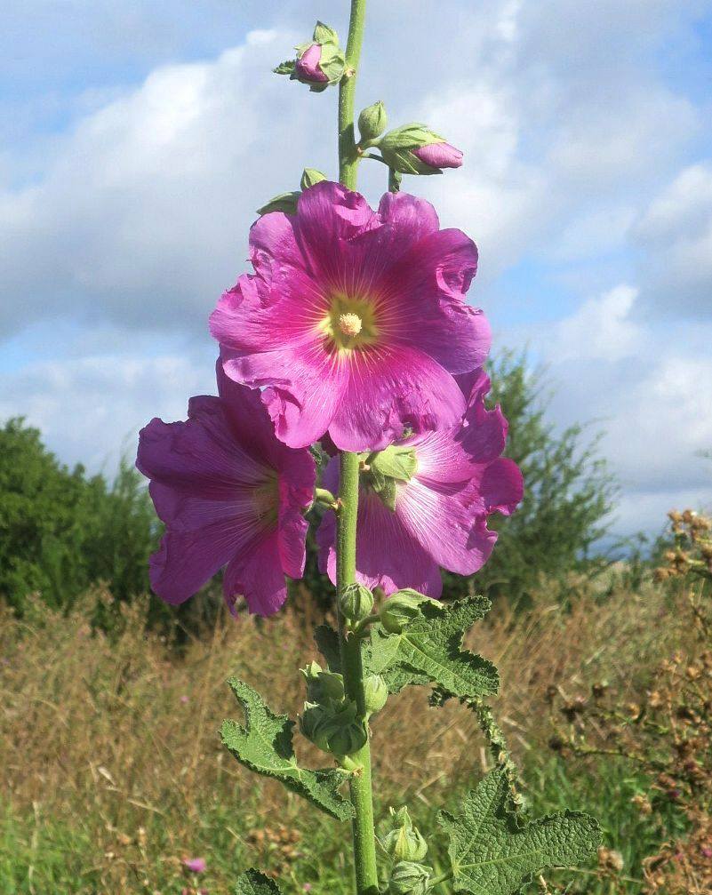 Image of Alcea rosea specimen.