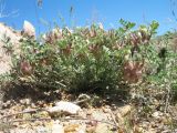 Astragalus chaetodon. Цветущее растение. Казахстан, Жамбылская обл., Таласский р-н, Закаратауская равнина, кромка чинка бугра Кызылтау. 5 мая 2019 г.